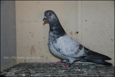 Grizzle Shannon Hen Bred from Mick's cock and my blue and badge imported hen.