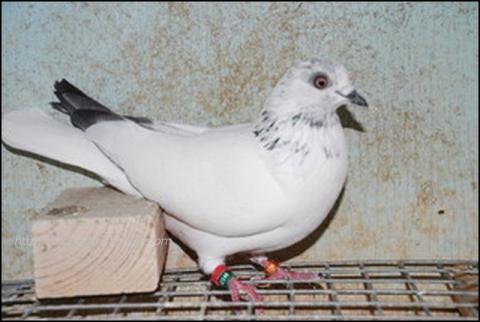 Potts light print hen bred from potts pair