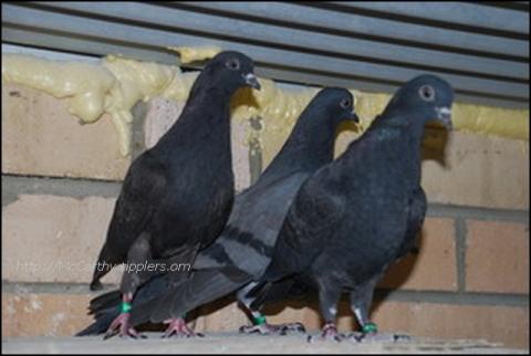 Two Jack Heatons and a Black Gordon Hughes / Bristow cross