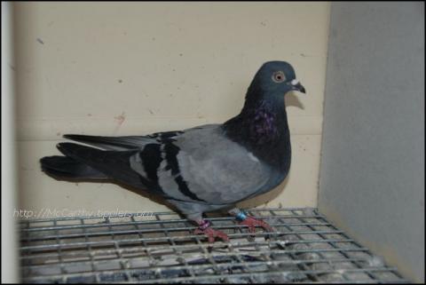 Hughes blue bar Bertenshaw hen