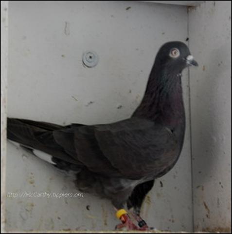 Heaton Hen, Black with white tail