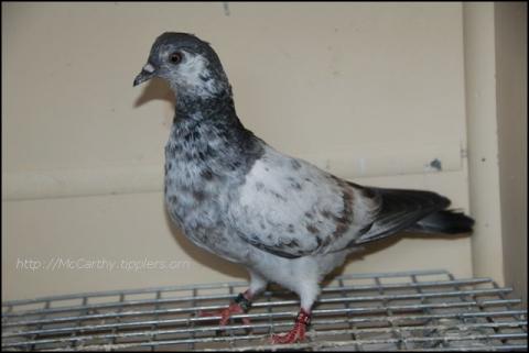 Shannon young blue grizzle hen