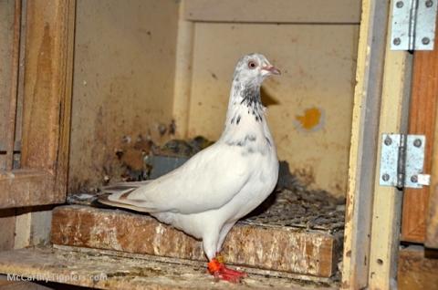 A Potts Light Print Hen