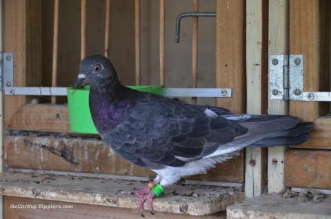 A Dark Bronze Dunseith Hen