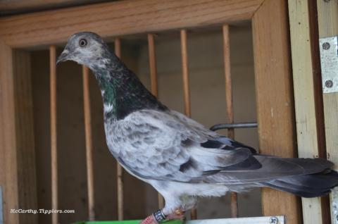 Another Young Grizzle Shannon Hen