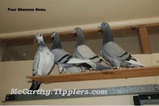 Grizzle Hen, Badge Hen, Silver Hen, Blue Hen WF, Shannons