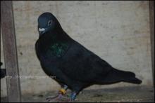 Black Heaton Cock
