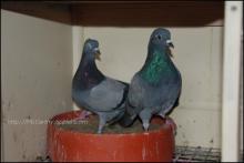 A pair of breeding Hughes blue bars