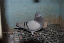 Heaton Hen Silver with white tail