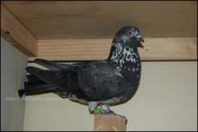 Dunseith Black mottled imported hen