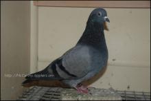 Hughes blue bar imported hen