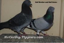 Dark Grizzle Shannon Click with Blue Hen WF, (Half brothers)