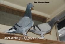 Imported Shannon Badge Hen, Silver Hen